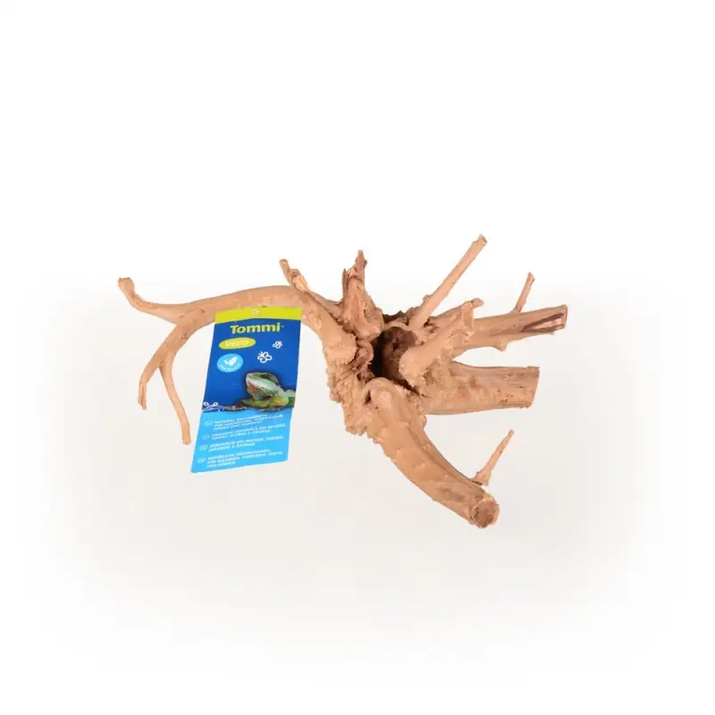 Azalea Root S Aktuální
