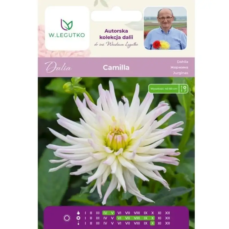 Oblíbený Dahlia Camilla krémová 1 ks.